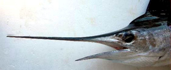 Tetrapturus albidus_04.jpg